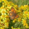 oranjezandoogjeopjacobskruiskruidnatuurlijkbrabant07072005