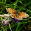 zilverenmaanopblauweknoopschraallandenlangsdemeije150620051