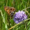 zilverenmaanopblauweknoopschraallandenlangsdemeije150620052