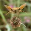 zwartsprietdikkopjeopsmalleweegbreezouweboezemgebied21072005