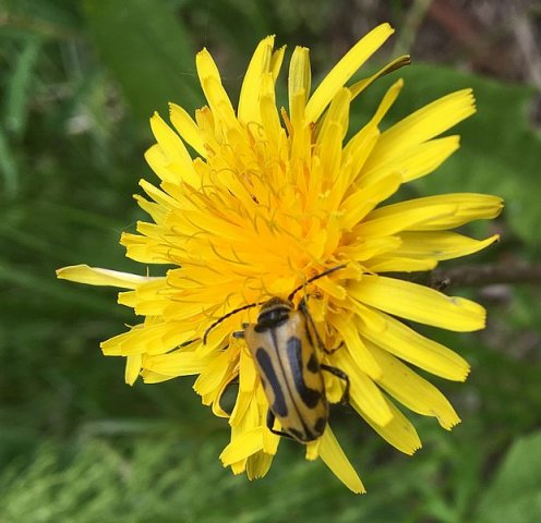 brachytainterrogationisfinlandzenno09062018