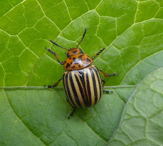 coloradokeverlekuiterwaardlexmond24052016