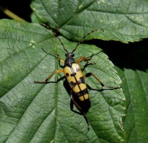 geringeldesmalboktornatuurlijkbrabant280607