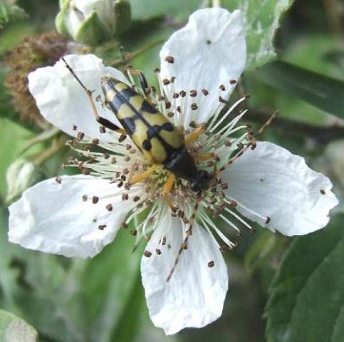 geringeldesmalboktoropdauwbraamnatuurlijkbrabant040607
