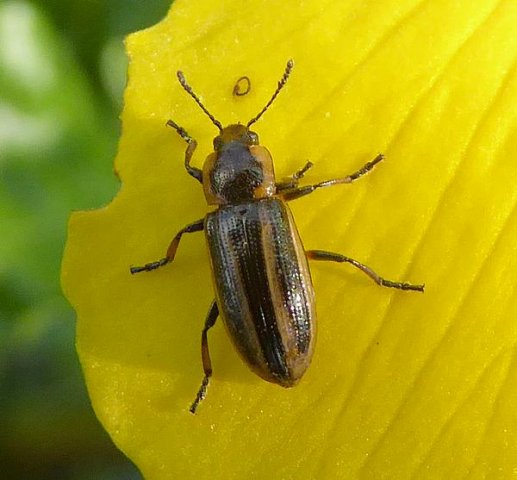 gestreeptmoerashaantjeopspindottermerwelandendordrecht11042016_1