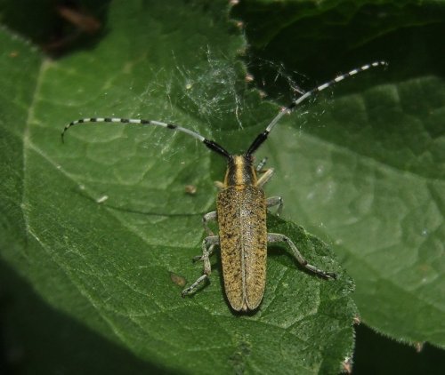 gewonedistelboktorviaansebos210508