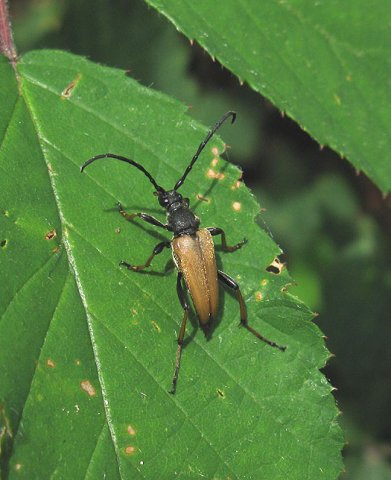gewonesmalboktormannatuurlijkbrabant10072011