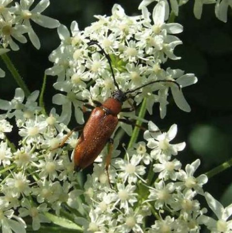 gewonesmalboktorviaansebos110807