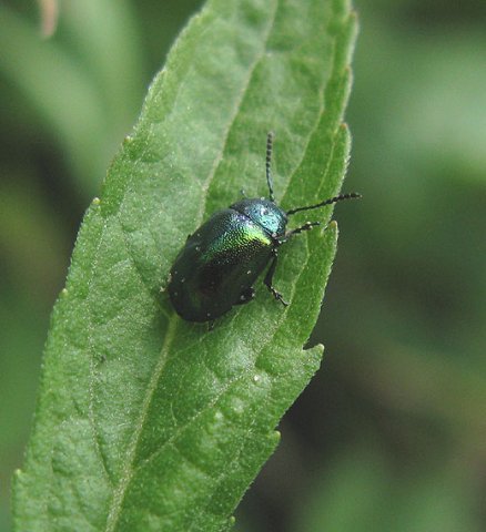 groen_zuringhaantje_natuurlijk_brabant_12062011