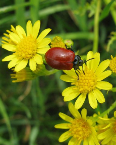 grotepopulierenhaanopjacobskruiskruidnatuurlijkbrabant10072011