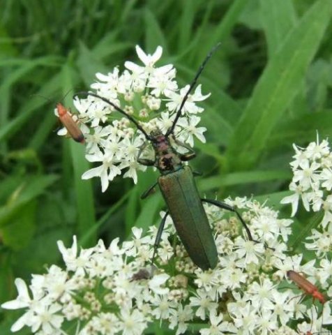 muskusboktorzouweboezemgebied110607