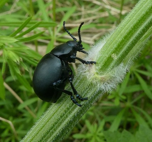 reuzengoudhaanleuvenheimsebeek28042018_2