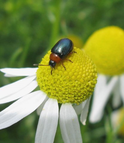 roodkraagbladhaantje_op_reukeloze_kamille_viaanse_bos_08062011