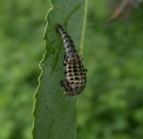 twintigstippeligwilgenhaantjearnhem24052018_2