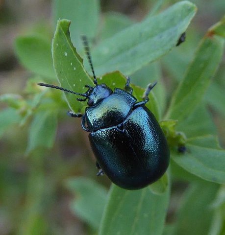 veelkleurighertshooigoudhaantjehogeveluwe10092016_2