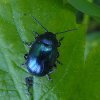 blauwmuntgoudhaantjebenedenmerwedegiessendam12052016