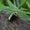 bronzenwilgenhaantjeonderplataanschorslexmond16022016_1