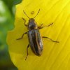 gestreeptmoerashaantjeopspindottermerwelandendordrecht11042016_1