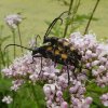 gevlektesmalboktoropechtevaleriaanlexmond05062018