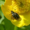 gezoomdmoerashaantjerhoonsegrienden02052018_3
