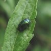 groen_zuringhaantje_natuurlijk_brabant_12062011