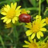 grotepopulierenhaanopjacobskruiskruidnatuurlijkbrabant10072011