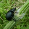 reuzengoudhaanleuvenheimsebeek28042018_2