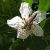 slankeschouderboktorviaansebos240507