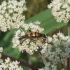 slankesmalboktornatuurlijkbrabant180707