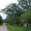 twintigstippeligwilgenhaantjearnhem24052018_1