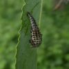 twintigstippeligwilgenhaantjearnhem24052018_2