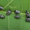 twintigstippeligwilgenhaantjearnhem24052018_4