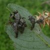 twintigstippeligwilgenhaantjearnhem24052018_5