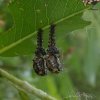 twintigstippeligwilgenhaantjearnhem24052018_6