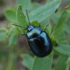 veelkleurighertshooigoudhaantjehogeveluwe10092016_2