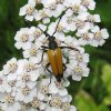 zwarttipsmalboktoropduizendbladnatuurlijkbrabant10072011