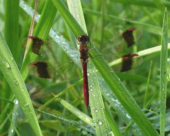 bandheidelibelmanokkenbroek310720061