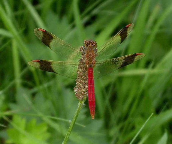 bandheidelibelmanokkenbroek310720062