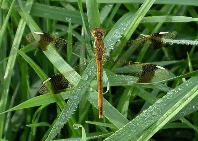 bandheidelibelvrouwokkenbroek310720062
