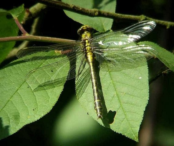 beekromboutnatuurlijkbrabant25042007