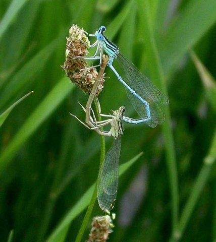 blauwebreedscheenjuffertandumokkenbroek31072006