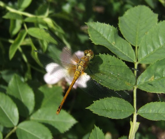 bloedrodeheidelibelzouweboezemgebied100620081