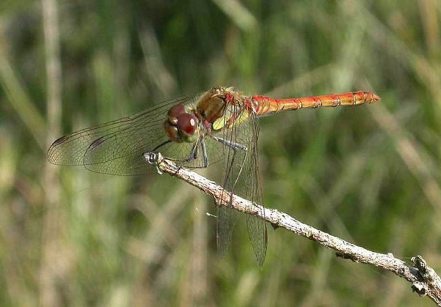 bruinrodeheidelibeluiterwaardbovenmerwedewoudrichem06082006