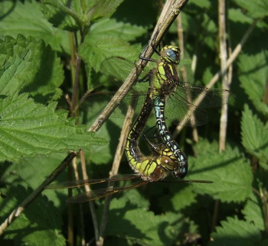 glassnijderlingebos06052008