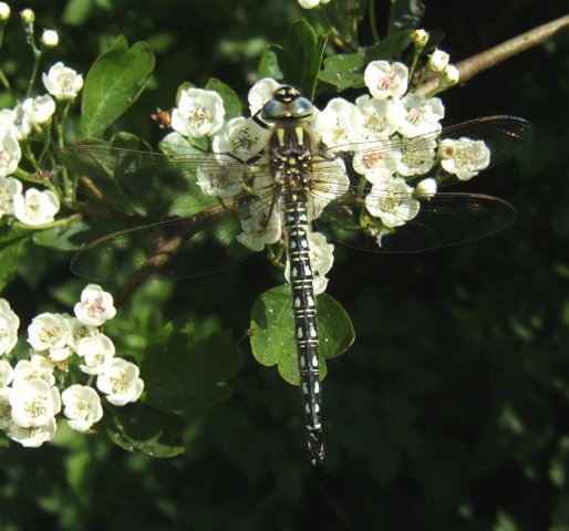 glassnijderlingebos07052008