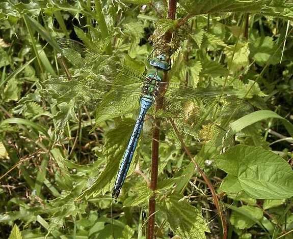 grotekeizerlibelviaansebos15062004