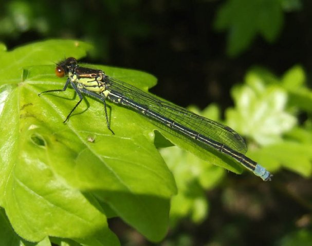 groteroodoogjufferlingebos06052008