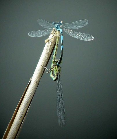 kanaaljufferschalkhaar31072006