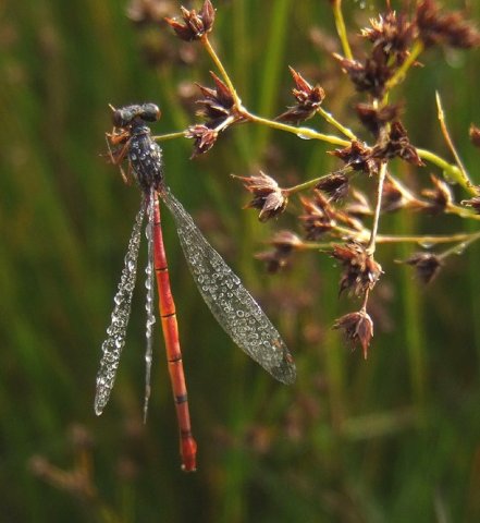 koraaljuffernatuurlijkbrabant16082008