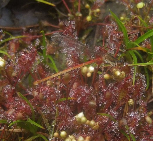 koraaljufferopkleinezonnedauwnatuurlijkbrabant28062008